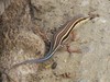 African Five-lined Skink - Photo (c) WildNothos, all rights reserved, uploaded by WildNothos