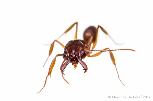 梅氏大齿猛蚁Odontomachus meinerti