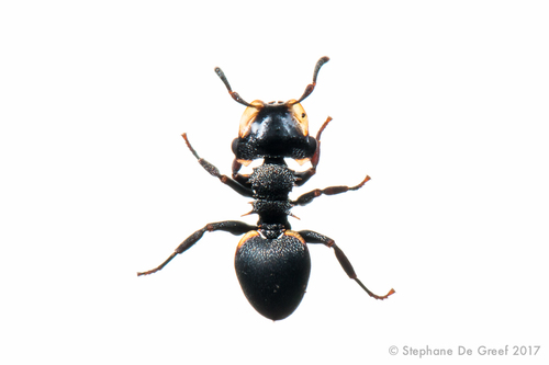 Cephalotes christopherseniCephalotes christopherseni