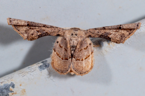 Antiplecta triangularis Warren, 1906