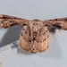 Antiplecta triangularis - Photo (c) DinGo OcTavious, todos los derechos reservados, subido por DinGo OcTavious