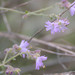 Mirabilis hirsuta - Photo 由 Ryan Andrews 所上傳的 (c) Ryan Andrews，保留所有權利