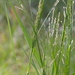Torpedo Grass - Photo (c) Agnes Trekker, all rights reserved, uploaded by Agnes Trekker