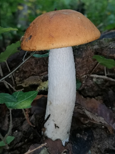 Leccinum leucopodium