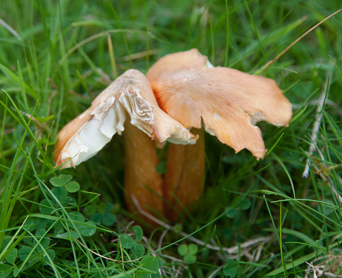 Fibrous Waxcap