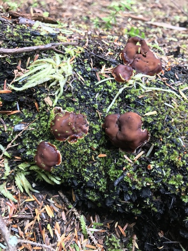 Doughnut Fungus (Rhizina undulata) · iNaturalist