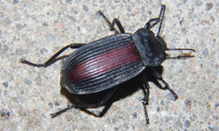 Eleodes suturalis image