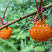 Rubus palmatus coptophyllus - Photo 由 raibums 所上傳的 (c) raibums，保留所有權利