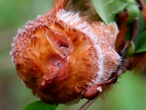 Eastern Red Bat
