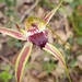 Karri Spider Orchid - Photo (c) Paul Winthrop, all rights reserved, uploaded by Paul Winthrop