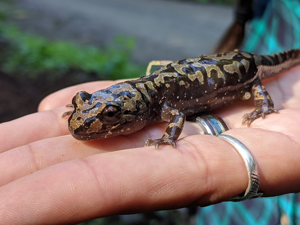 Coastal Giant Salamander from Bayside, CA 95524, USA on October 11 ...