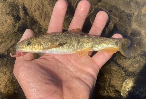Tahoe sucker