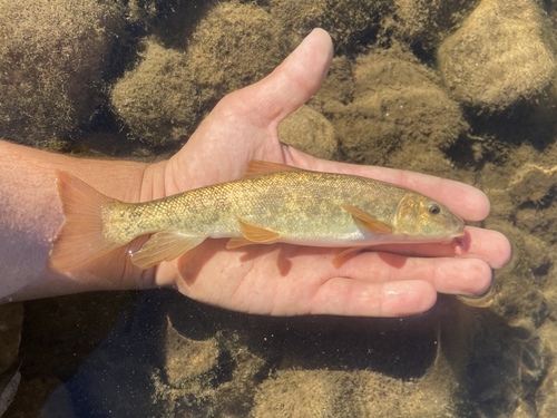 Tahoe sucker