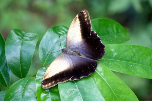 Pale Owl-Butterfly