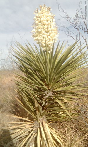 rigid blue yucca