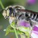 Megachile pruina - Photo (c) sixlegs, all rights reserved, uploaded by sixlegs