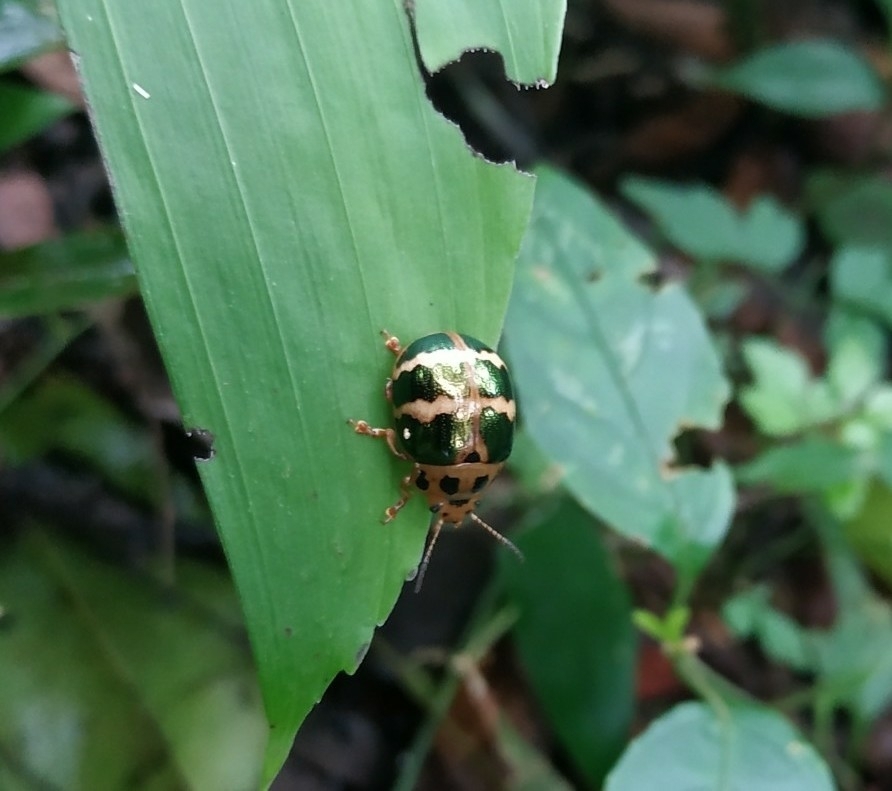 Platyphora viridifasciata desde San Fernando, Chis., México el 11 de ...