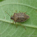 Podisus mexicanus - Photo (c) Juan Carlos Garcia Morales, all rights reserved, uploaded by Juan Carlos Garcia Morales
