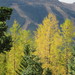 Western Larch - Photo (c) Mathis Natvik, all rights reserved, uploaded by Mathis Natvik