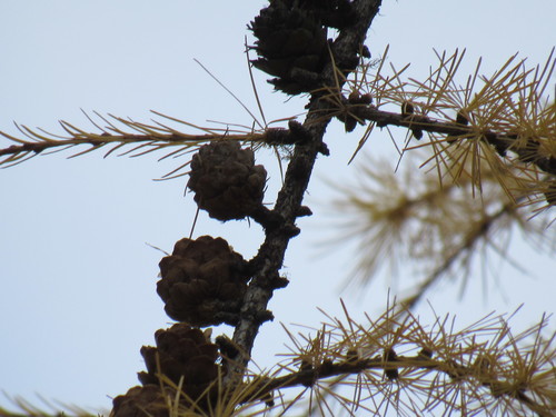 western larch