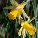 Narcissus pseudonarcissus pseudonarcissus - Photo (c) Tig，保留所有權利