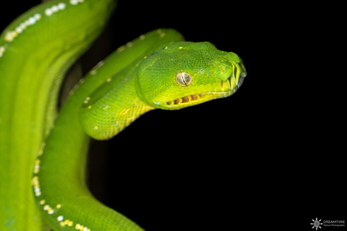 Southern Green Python
