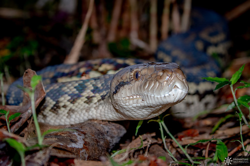Australian Scrub Python sighting