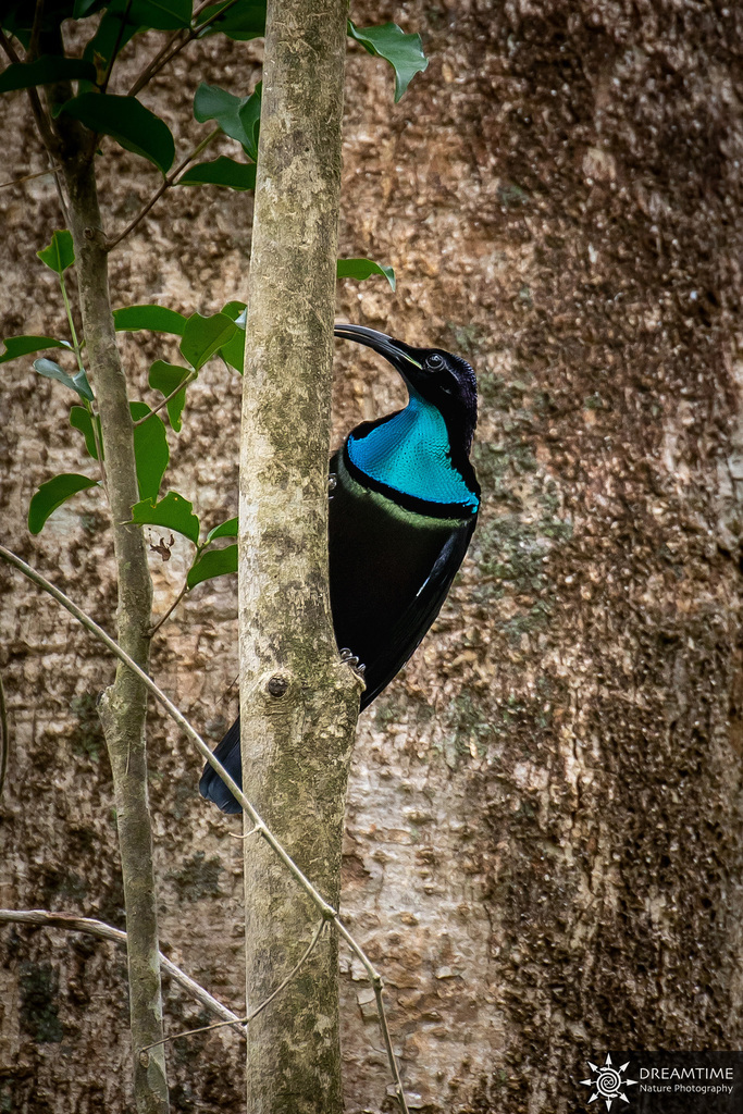 Magnificent Riflebird (Ptiloris magnificus) photo