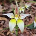 Caladenia flava sylvestris - Photo (c) Paul Winthrop, all rights reserved, uploaded by Paul Winthrop