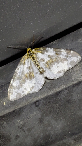 Abraxas antinebulosa