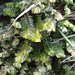 Plagiochilaceae - Photo (c) Tig, todos los derechos reservados