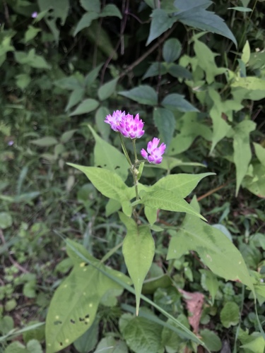 Thunberg’s smartweed