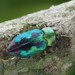 Chrysobothris sauteri - Photo (c) Kit Chang, all rights reserved, uploaded by Kit Chang