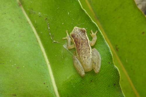 Painted Tree Frog