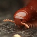 Rusty Millipede - Photo (c) 許慶強, all rights reserved, uploaded by 許慶強