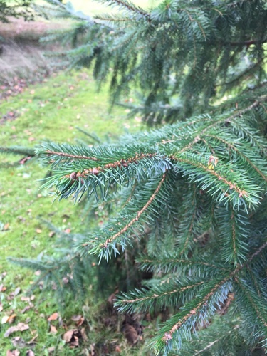 Serbian spruce