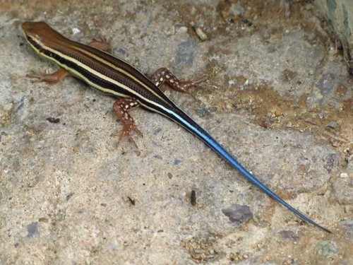 African Five-lined Skink