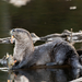 North American River Otter - Photo (c) Keith Dvorsky, all rights reserved, uploaded by Keith Dvorsky