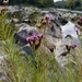 Vernonia lettermannii - Photo (c) Eric Hunt, todos los derechos reservados, subido por Eric Hunt