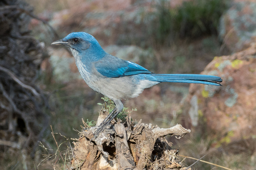 Woodhouse's Scrub-Jay