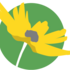 Wildflowers of Alachua County icon