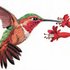 Palos Verdes/South Bay Audubon Society icon