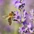 Utah Bee Phenology Project icon