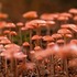 Alberta Mushroom Survey - 2021 icon