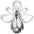 Orquídeas Silvestres do PNSAC icon