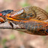 Indiana Cicada Emergence Trackers icon