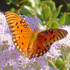 Volusia Butterflies and Moths icon