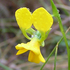 Buttercup Doubletail (Diuris aequalis) icon