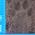 WildTrack footprints icon