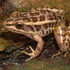 Amphibians of Connecticut icon